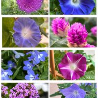 アサガオ,キキョウ,キク,センニチコウ,センニチコウの画像