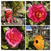 ガマズミ,キンセンカ,サザンカ,ビオラ,モミジバフウの画像