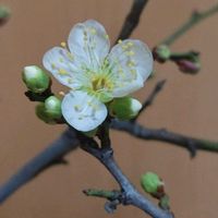 白梅,オタフクナンテン,白梅・緑萼,大人の着せ替え人形,お散歩ちゃんキーホルダーの画像