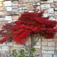 ドウダンツツジ,ツツジ科,真っ赤な火曜日の画像