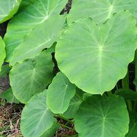 サトイモ,里芋,里芋,我が家の畑,自家製野菜の画像