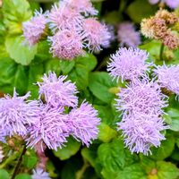 アゲラタム,アゲラタム,ユーパトリウム,ユーパトリウム,花散歩の画像