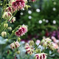 オダマキ,花のある暮らし,チーム愛知,GSアダルトチーム,真っ赤な火曜日の画像