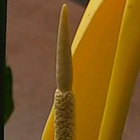 サトイモ,サトイモ,里芋の画像