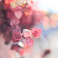 ハツユキカズラ,紅葉,初雪カズラ,つる性植物,カラーリーフの画像