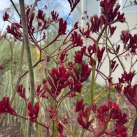 ゲウム,カンガルーポー,キュンキュン乙女倶楽部,HTC,【こまち多肉部】の画像