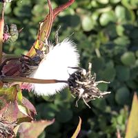 ハゼラン,ナンキンハゼ,ノゲシ,ノゲシ,けーpic祭の画像