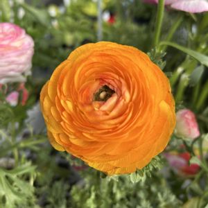 ラナンキュラス,花が好き,無農薬❤家庭菜園,野菜が好き,庭の画像