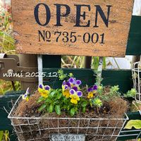 ロータスブリムストーン,プラチナロータス　スコール,ファンシーブルーラビット,ビオラ　ファンシーブルーラビット,寄せ植えの画像