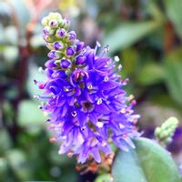 ベロニカ,ベロニカ グレース,紫の花,秋の花,冬の花の画像