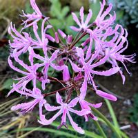 ネリネ,ネリネ,ダイヤモンドリリー,公園,鉢植えの画像