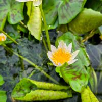 スイレン,睡蓮,ニンファエア”ジョナサン”,季節の花,咲くやこの花館の画像