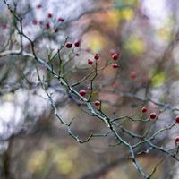 ノイバラの画像