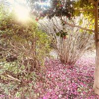 サザンカ,お花の絨毯,冬の空気,年末の出来事の画像