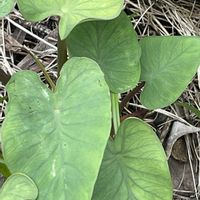 里芋,花壇,ガーデニング,自家製野菜,サトイモ 科の画像