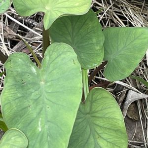 里芋,花壇,ガーデニング,自家製野菜,サトイモ 科の画像