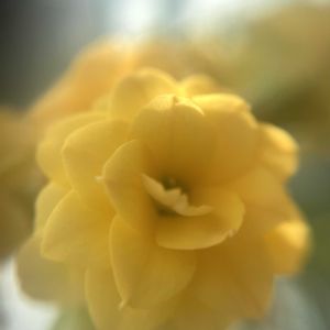 柚子,八重咲きカランコエ,ゆずさん。,カランコエ属,八重咲きの画像