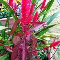 ケイトウ,自宅の庭,人との繋がりに感謝✨,今日も元気に頑張ろう‼️,花友さんに感謝♡の画像