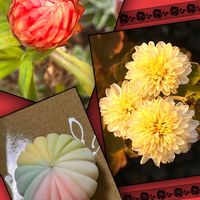 ムギワラギク,小菊,スプレーマム,帝王貝細工(ムギワラギク),スプレー菊の画像