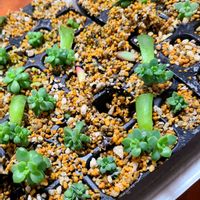 朧月,朧月,淡雪,マッコス,マッコスの画像