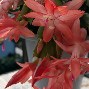 思い出,嬉しい❤️,シャコバサボテンの花,大好き♥️,感動❤️の画像