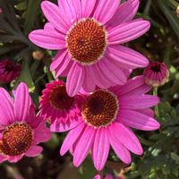 ボンザマーガレット,ボンザマーガレット　コスモスピンク,ピンクの花,GSのみなさんに感謝♡,ありがとう♡の画像