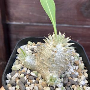 パキポディウム,パキポディウム ブレビカウレ,パキポディウム・恵比寿笑い,多肉植物,塊根植物の画像