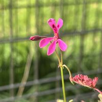 ペラルゴニウム,ペラルゴニウム・パールピンク,ピンクの花,小さい花,宿根・多年草の画像