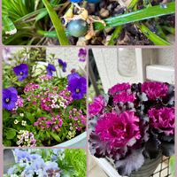 アリッサム,クローバー,葉牡丹,ジャノヒゲ,セリフラミンゴの画像