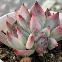 ミセバヤ,チワワエンシス,チワワエンシス錦,チワワエンシス錦,多肉大好きの画像