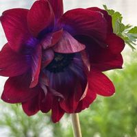 アネモネ,ドウダンツツジ,ユリオプスディジー,ニホンスイセン,枯芙蓉の画像