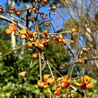 ツルウメモドキ,ヒノキバヤドリギ,半寄生植物,佐鳴湖の画像
