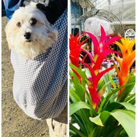 グズマニア,過去pic,復興祈願,再投稿,世界平和の画像