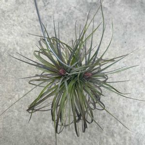 ティランジア,コットンキャンディ,子株,エアープランツ/チランジアの画像