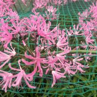 ヒガンバナ,ヒガンバナの画像