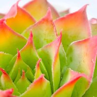 セダム,オーロラ,乙女心,ゴールドナゲット,ベランダの画像