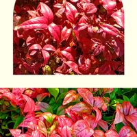 ツツジ,ヤマボウシ,ヤマボウシの実,おたふく南天,おたふく南天の画像