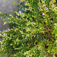 クフェアの画像