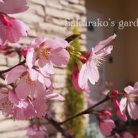 薔薇♪,花のある暮らし,小さな幸せ♡,お庭の花たち,さくら 桜 サクラの画像