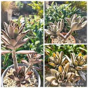 部屋,窓辺,棚,小さな庭の画像