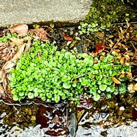 クレソン,昨日の買い物帰りに,通り道の側溝に沢山ありましたの画像