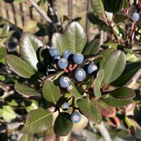 シャリンバイ,車輪梅の実,パンパスグラス(シロガネヨシ),✨実✨,スイセン（水仙）の芽の画像