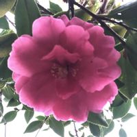 アルストロメリア,スイセン,ユキヤナギ,ユキヤナギ,寒椿の画像