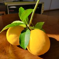 レモン,リビング,外出先にての画像