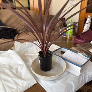 コルジリネ レッドスターの画像