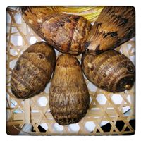 サトイモ,サトイモ,里芋,今日のお花_,里芋から〜変身AI ですの画像