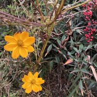 ナンテン,アメジストセージ,キバナコスモス,ギンヨウアカシア,ヒメジョオンの画像