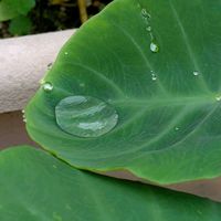サザンカ,サトイモ,南天,万両,庭の花の画像