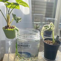 ヘリアンフォラ,マドカズラ,マドカズラ　斑入り,観葉植物,食虫植物の画像