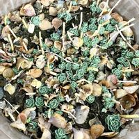 ミセバヤ,放置庭,2025年末の画像